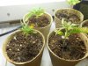 seedlings 11-27-11 002.jpg