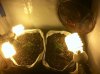 Grow Setup Without LED.jpg