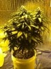 Week 4 Flower 002.jpg