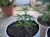 latest plant pics aug408 003.jpg