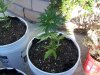 latest plant pics aug408 006.jpg