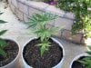 latest plant pics aug408 007.jpg