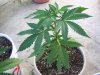 latest plant pics aug408 008.jpg