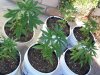 latest plant pics aug408 012.jpg