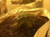 Plant B 18 Days2.jpg