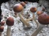 2nd flush 005.jpg