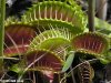 venusflytrap5851.jpg