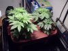 26 days frm seed.jpg