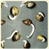 seeds_germination150.jpg