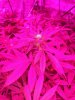 day 15 flower pic 8.jpg