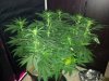 day 15 flower pic 13.jpg