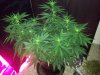 day 15 flower pic 16.jpg