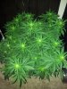 day 15 flower pic 26.jpg