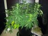 day 15 flower pic 28.jpg