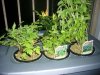 Hydroponics-veggies.jpg