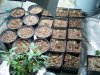 new seedlings 003.jpg