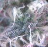 day 96 trichs.jpg