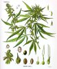 500px-Cannabis_sativa_Koehler_drawing.jpg