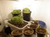 nedyah-379220-albums-grow-closet-picture2018697-chamomile-cannabis-seedlings.jpg