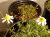 nedyah-379220-albums-grow-closet-picture2018693-macro-chamomile.jpg