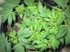 weeds2012 728.jpg