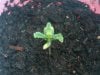 Seedling day 7b.jpg