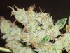 just bud pics 012.jpg