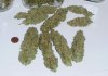 WR cured buds.jpg