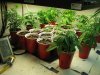 seeds and clones 1-26 012.JPG