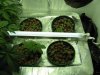 White Widow seedlings.jpg