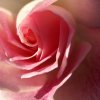 rose-macro01.jpg