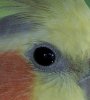 Cockatiel-macro.jpg