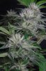 Ace of Spades (a) 3 Week 3.jpg