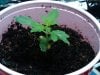 Seedling day 14a.jpg