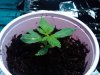 Seedling day 14b.jpg