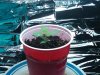 Seedling day 14c.jpg