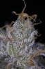 Ripped Bubba #1-1.jpg