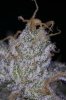 Ripped Bubba #1-2.jpg