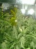 G-13 Pineapple Express 005.jpg