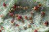 Spider-Mite-Infestation.jpg