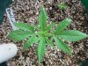 weeds2012 1116.jpg