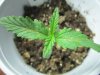 weeds2012 179.jpg