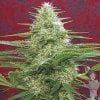 mandala-satori-seeds_500[1].jpg