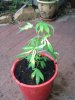 black-01-02-2012(repot).jpg