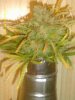 G-13 Pineapple Express 002.jpg