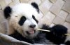 Baby-Panda_1378305i.jpg