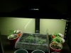 Aerogarden clones.jpg