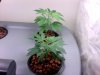 4 wk (plants 1&2compare).jpg