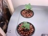 4 wk (plants3&4compare).jpg