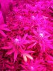 flower day 43 pic 5.jpg